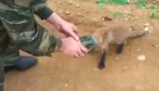 Отчаянный лисенок с банкой на голове попросил помощи у людей (ВИДЕО)