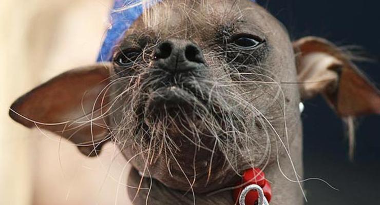 Худший из худших: стартовал конкурс на самую уродливую собаку (ФОТО)