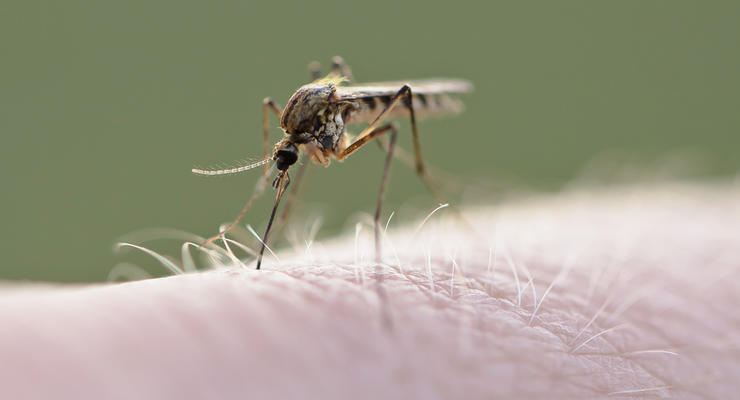 «Вампиры» атаковали Западную Украину: комары не жалеют никого