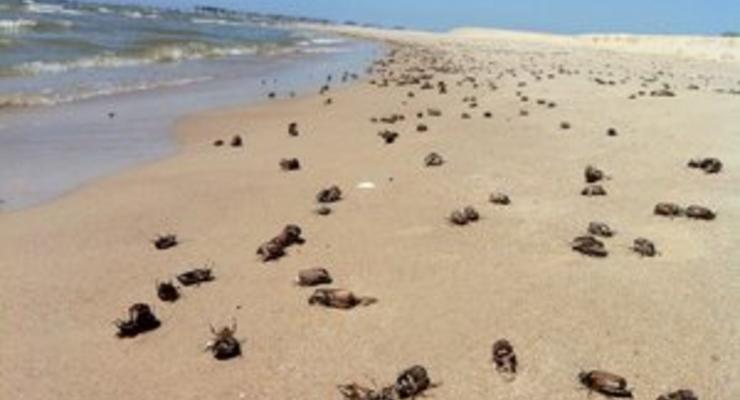 С литовских пляжей уберут почти 80 тонн мертвых майских жуков