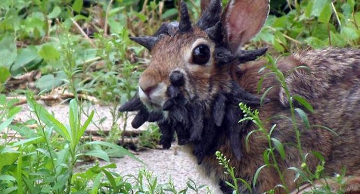 Настоящий кролень: рогатого кролика сняли на камеру (ФОТО, ВИДЕО)
