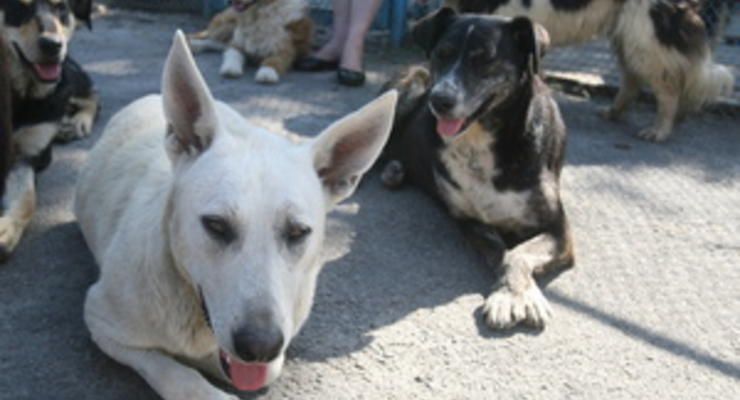 Корреспондент: Территория двортерьера. Собаки-беспризорники стали одной из главных проблем горожан в Украине