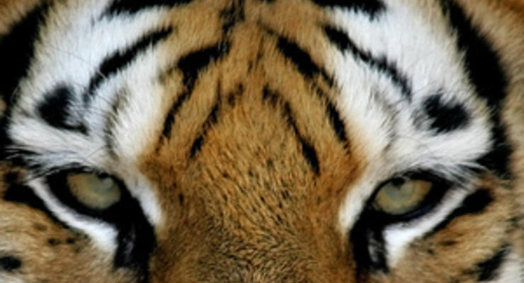 Тигры закрытого зоопарка в Италии растерзали кормившего их пенсионера