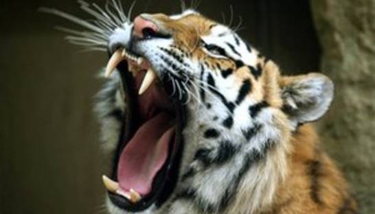 В Индонезии пятеро мужчин провели три дня на дереве, спасаясь от тигров