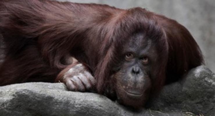 В Малайзии растолстевшего от фаст-фуда орангутанга посадили на диету