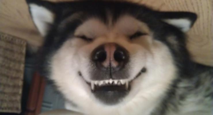Собаки-улыбаки: новый мем покоряет интернет (ФОТО)