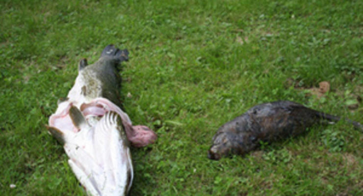 В Финляндии рыбак поймал щуку, внутри которой находилась ондатра
