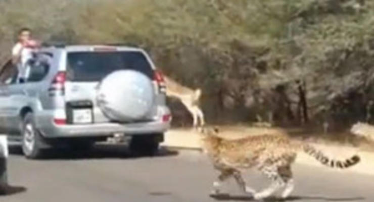 В ЮАР антилопа спаслась от гепардов, запрыгнув в машину к туристам