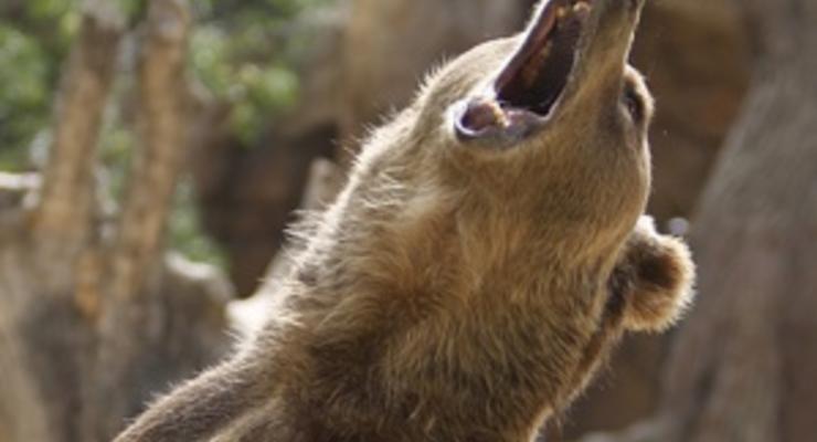 В Карпатах на собиравшую ягоды девушку напал медведь