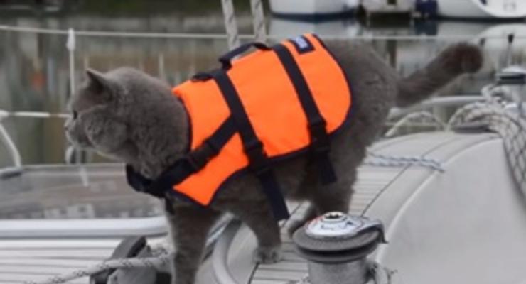 Путешествующий по морю кот сбежал с яхты хозяев