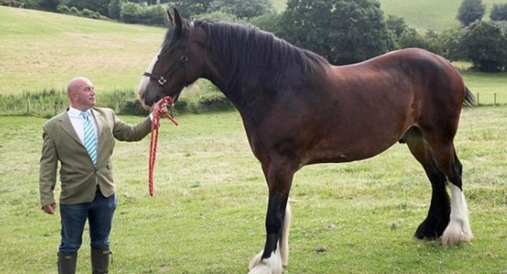 Найдена самая огромная лошадь в мире (ФОТО)