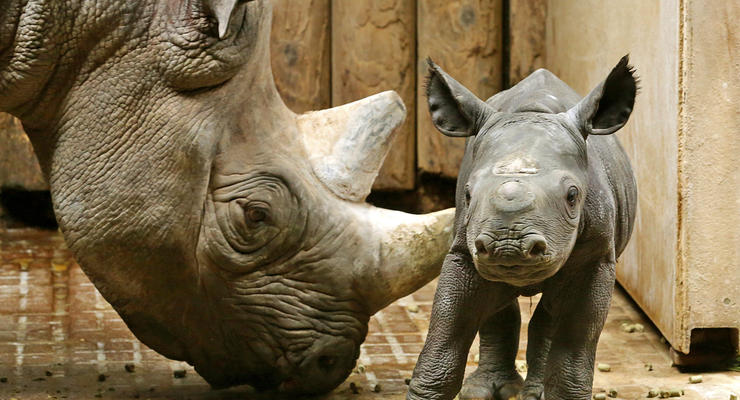 Малыш носорога и бульдоги на скейтах: животные недели
