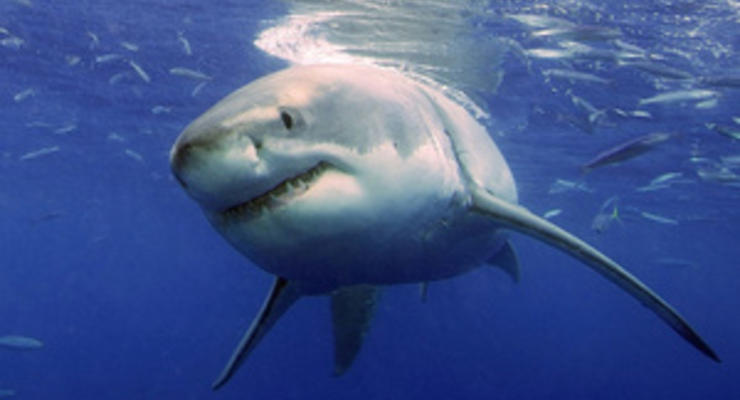 Австралийские ученые разработали гидрокостюмы, в которых можно пугать акул