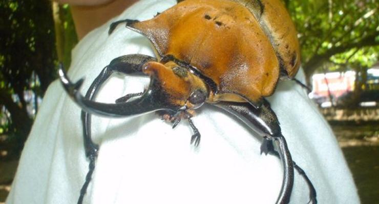 Ужасно большие: самые гигантские жуки в мире (ФОТО)