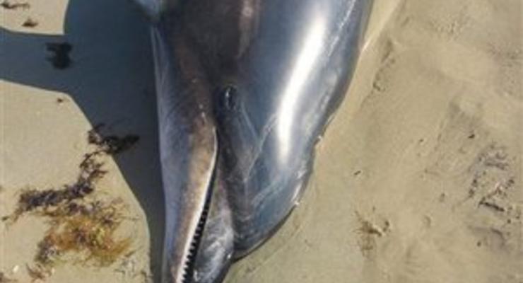 В Крыму на глазах у отдыхающих умер дельфин, которого привязали к трактору