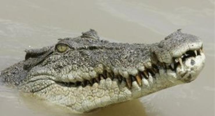 В Таиланде крокодил укусил дрессировщика за голову