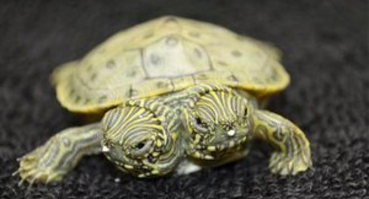 Фотогалерея: Тельма и Луиза. В зоопарке Сан-Антонио живет двухголовая черепаха