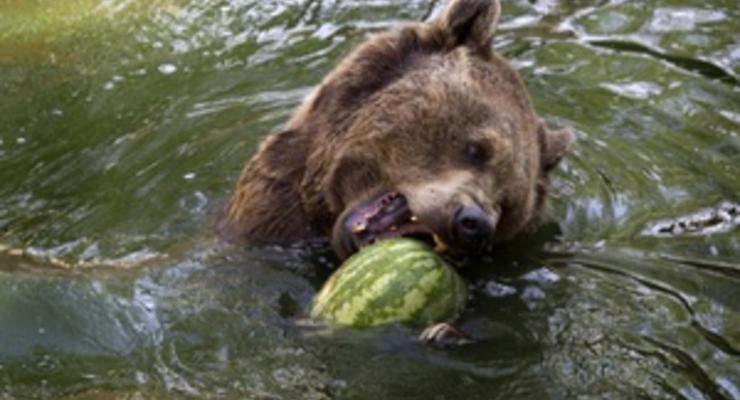 В Карпатах медведи спасаются от жары холодными ваннами и пивом