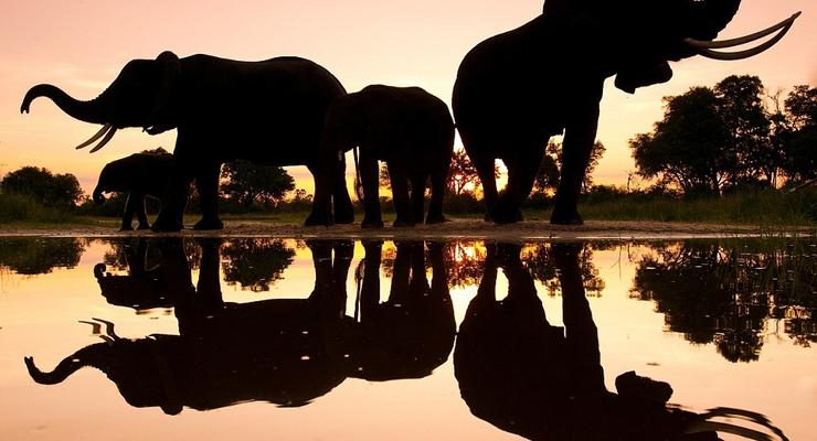 Потрясающие фотографии дикой природы (ФОТО)