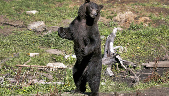 Осиротевшие медвежата весело резвятся в приюте (ФОТО)