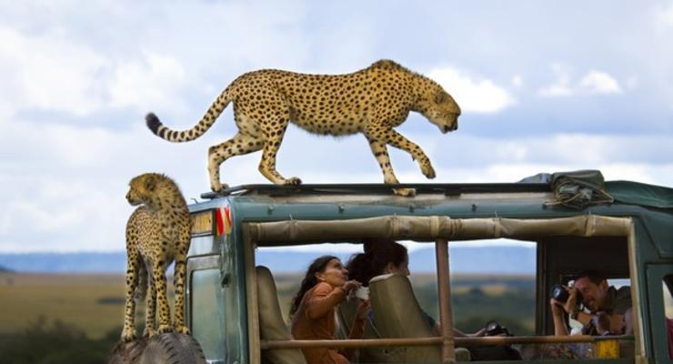 Гепарды на машинах и дети оленей: Лучшие ФОТО из путешествий 2013 года