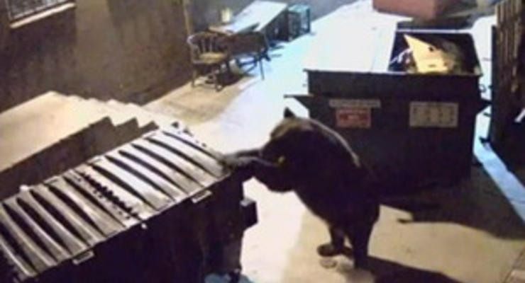 В Колорадо медведица дважды "угнала" из ресторана контейнеры с остатками еды