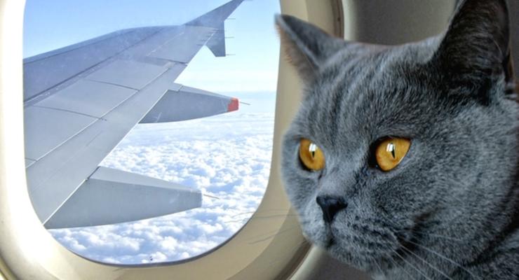 Кот выжил в самолете при экстремальной температуре