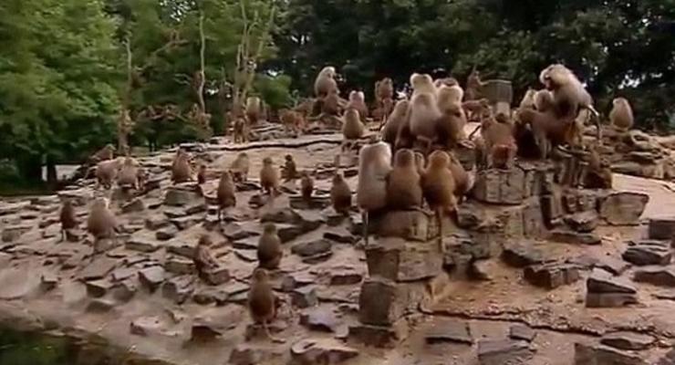 В зоопарке обезьяны устроили бойкот посетителям (ФОТО, ВИДЕО)