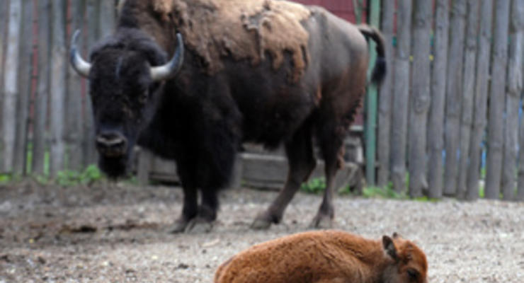 В киевском зоопарке родился европейский зубр