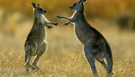 В Австралии кенгуру спас заблудившегося мальчика от переохлаждения