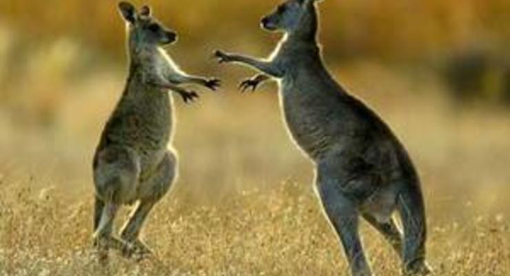 В Австралии кенгуру спас заблудившегося мальчика от переохлаждения