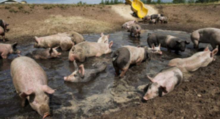 В Нидерландах фермер обустроил для своих свиней "грязепарк"