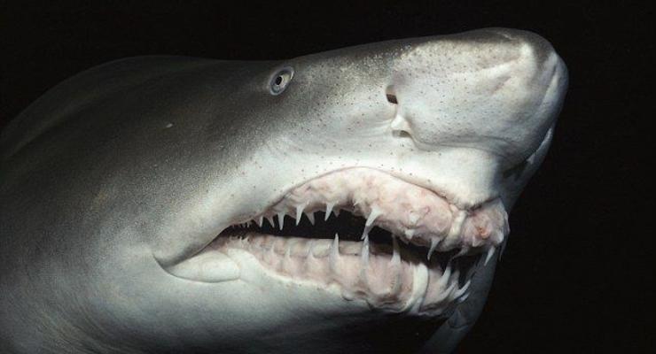 Дайвер поцеловал акулу и чуть не остался без губ (ВИДЕО)