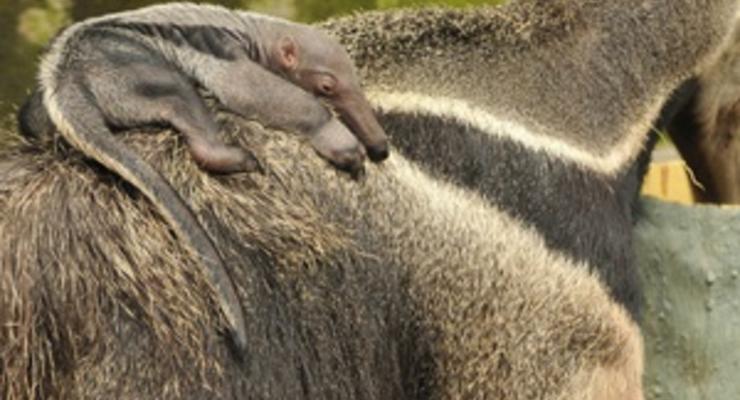 Животных из зоопарков Коста-Рики намерены выпустить на волю