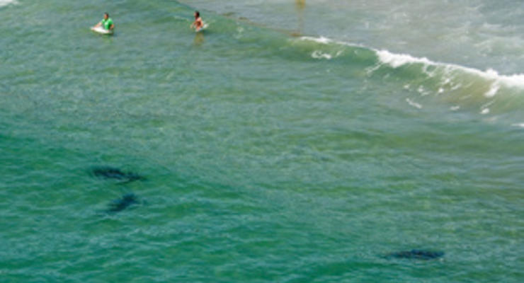 На Гавайях акула откусила руку немецкой туристке