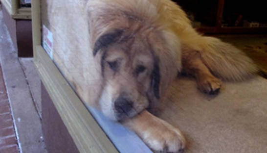 Made in China. Китайский зоопарк выдавал мастифа за африканского льва