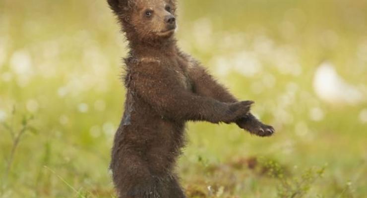 Медвежонок исполнил танец Gangnam Style (ФОТО)