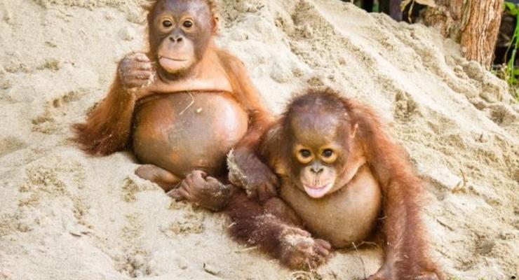 Приматы на отдыхе: умильные ФОТО детенышей орангутанга