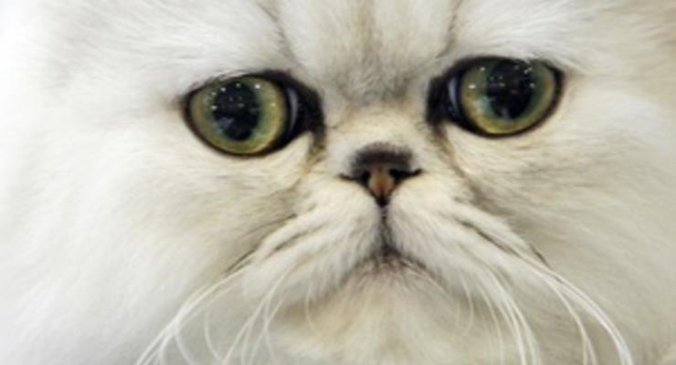 В Британии хозяева кота-клептомана вернут его жертвам награбленное