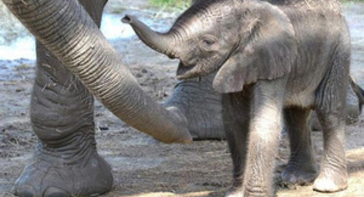 Во Флориде слониха выбрала имя своему детенышу