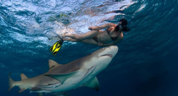 Рассекая волны: Бесстрашные пловцы в компании акул (ФОТО)