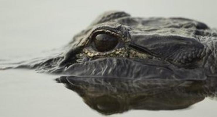 В Екатеринбурге разыскивают беглого крокодила