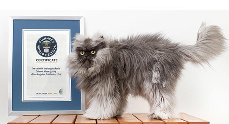 Рекордная шубка: Назван самый пушистый кот в мире (ФОТО, ВИДЕО)