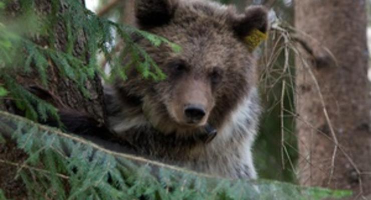В Карпатах медведица загнала на дерево местного жителя