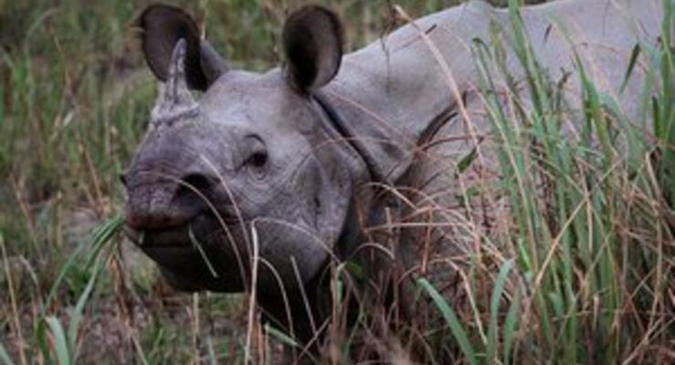 В США посетительницу зоопарка укусил носорог