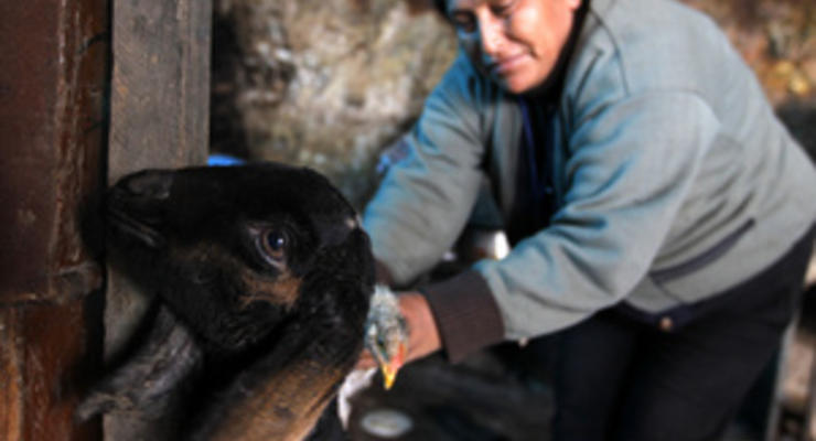 В Перу и Боливии из-за холодов погибли порядка 30-ти тысяч домашних животных