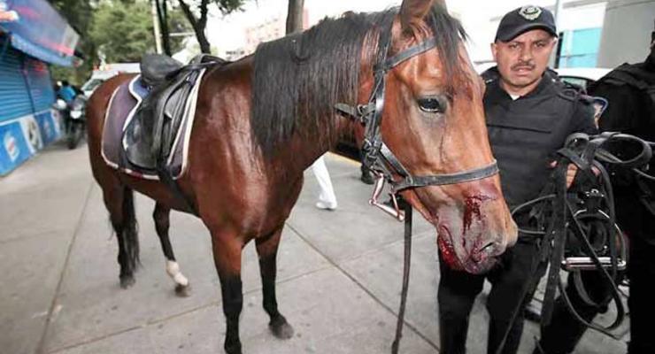 В столице Мексики кони крушили автомобили (ФОТО, ВИДЕО)