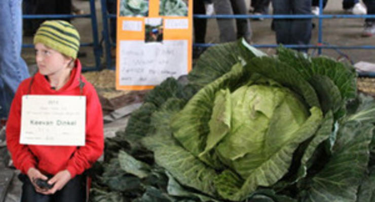 Десятилетний житель Аляски вырастил 42-килограммовую капусту