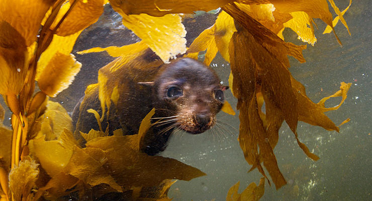 Подводный мир: красивые ФОТО морских животных на грани исчезновения