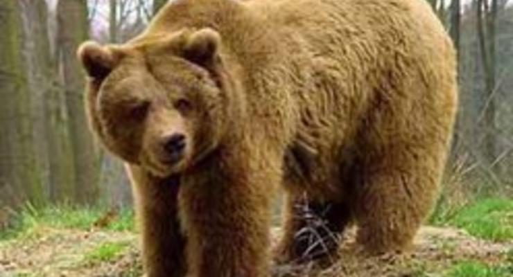 В Ивано-Франковской области во время сбора грибов на мужчину напал медведь